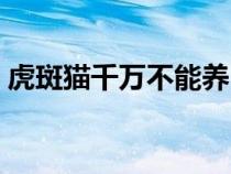 虎斑貓千萬不能養(yǎng)（貍花貓和虎斑貓的區(qū)別）