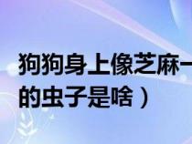 狗狗身上像芝麻一樣的蟲(chóng)子是啥（像芝麻一樣的蟲(chóng)子是啥）