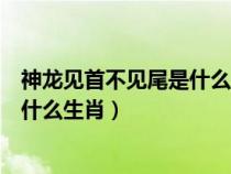 神龍見首不見尾是什么生肖蛇什么號碼（神龍見首不見尾是什么生肖）