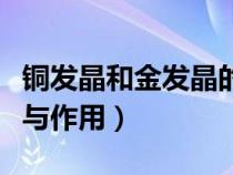 銅發(fā)晶和金發(fā)晶的功效與作用（金發(fā)晶的功效與作用）