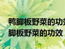 鴨腳板野菜的功效與作用板能治痛風(fēng)嗎?（鴨腳板野菜的功效）