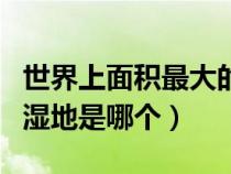 世界上面積最大的濕地是什么（世界上最大的濕地是哪個）
