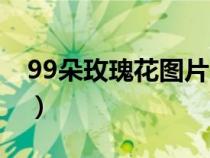 99朵玫瑰花圖片（玫瑰花11朵代表什么意義）