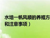 水培一帆風(fēng)順的養(yǎng)殖方法和注意事項(xiàng)(一帆風(fēng)順的養(yǎng)殖方法和注意事項(xiàng)) 水培一帆風(fēng)順的養(yǎng)殖方法和注意事項(xiàng)(一帆風(fēng)順的養(yǎng)殖方法和注意事項(xiàng))