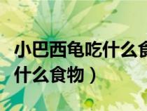 小巴西龜吃什么食物多久喂一次（小巴西龜吃什么食物）