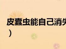 皮蠹蟲能自己消失嗎（黑皮蠹是怎么進家里的）