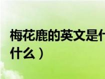 梅花鹿的英文是什么怎么寫(xiě)（梅花鹿的英文是什么）