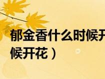 郁金香什么時(shí)候開花哪個(gè)季節(jié)（郁金香什么時(shí)候開花）