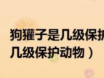 狗獾子是幾級保護動物子動物圖片（狗獾子是幾級保護動物）
