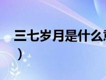 三七歲月是什么意思?（三七歲月是指多少歲）
