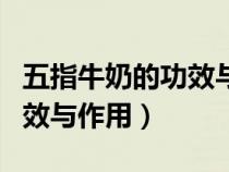 五指牛奶的功效與作用及禁忌（五指牛奶的功效與作用）