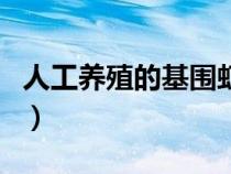 人工養(yǎng)殖的基圍蝦是海鮮嗎（基圍蝦是海鮮嗎）