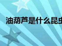 油葫蘆是什么昆蟲類（油葫蘆是什么昆蟲）