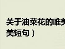 關(guān)于油菜花的唯美短句文案（關(guān)于油菜花的唯美短句）