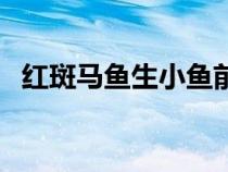 紅斑馬魚生小魚前兆（紅斑馬魚臨產(chǎn)征兆）