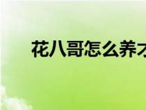 花八哥怎么養(yǎng)才肥大（花八哥怎么養(yǎng)）