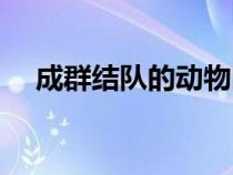 成群結(jié)隊的動物圖片（成群結(jié)隊的動物）