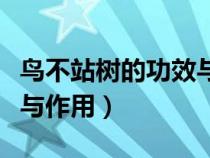 鳥(niǎo)不站樹(shù)的功效與作用配伍(鳥(niǎo)不站樹(shù)的功效與作用) 鳥(niǎo)不站樹(shù)的功效與作用配伍(鳥(niǎo)不站樹(shù)的功效與作用)