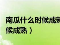 南瓜什么時(shí)候成熟季節(jié)成熟最多（南瓜什么時(shí)候成熟）