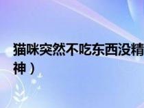 貓咪突然不吃東西沒精神是什么?。ㄘ堖渫蝗徊怀詵|西沒精神）