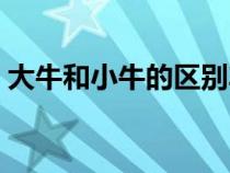 大牛和小牛的區(qū)別車(chē)燈（大牛和小牛的區(qū)別）