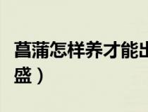 菖蒲怎樣養(yǎng)才能出新芽（菖蒲怎么養(yǎng)才能更旺盛）