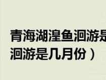 青海湖湟魚洄游是幾月份開始的（青海湖湟魚洄游是幾月份）