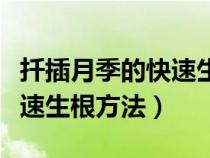 扦插月季的快速生根方法視頻（扦插月季的快速生根方法）