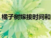 橘子樹嫁接時間和方法（紅葉李果實能吃嗎）