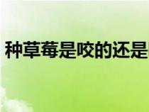 種草莓是咬的還是吸的（草莓怎么種脖子上）