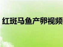 紅斑馬魚產(chǎn)卵視頻教程(紅斑馬魚臨產(chǎn)征兆) 紅斑馬魚產(chǎn)卵視頻教程(紅斑馬魚臨產(chǎn)征兆)