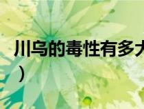 川烏的毒性有多大（川烏的功效與作用及禁忌）