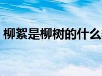 柳絮是柳樹的什么季節(jié)（柳絮是柳樹的什么）