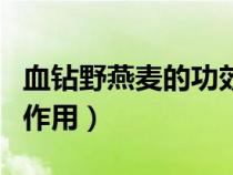 血鉆野燕麥的功效與用法（血鉆野燕麥功效與作用）