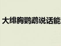 大緋胸鸚鵡說話能力強(qiáng)嗎（大緋胸鸚鵡特征）