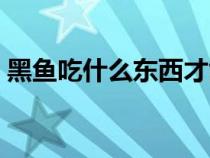 黑魚吃什么東西才能養(yǎng)活（黑魚吃什么食物）