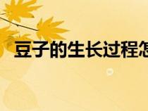 豆子的生長過程怎么畫（豆子的生長過程）