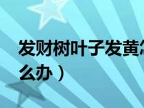 發(fā)財樹葉子發(fā)黃怎么了?（發(fā)財樹葉子變黃怎么辦）