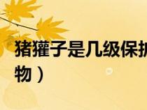 豬獾子是幾級保護動物（狗獾子是幾級保護動物）