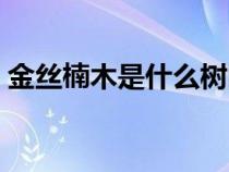 金絲楠木是什么樹圖片（金絲楠木是什么樹）