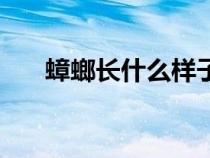 蟑螂長什么樣子實圖（蟑螂長什么樣）