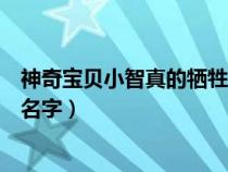 神奇寶貝小智真的犧牲了嗎(神奇寶貝小智死去電影叫什么名字) 神奇寶貝小智真的犧牲了嗎(神奇寶貝小智死去電影叫什么名字)