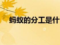 螞蟻的分工是什么（螞蟻的分工和職責）