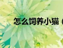 怎么飼養(yǎng)小貓（正確飼養(yǎng)小貓的方法）