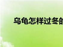 烏龜怎樣過冬的方法（烏龜怎樣過冬）