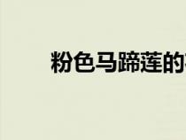 粉色馬蹄蓮的花語(yǔ)（馬蹄蓮的花語(yǔ)）