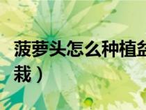 菠蘿頭怎么種植盆栽視頻（菠蘿頭怎么種植盆栽）