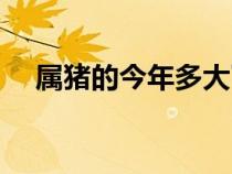 屬豬的今年多大了（屬狗的今年多大了）