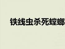 鐵線蟲殺死螳螂視頻（鐵線蟲怎么殺死）