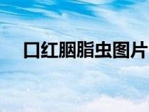 口紅胭脂蟲圖片（口紅怎么做的胭脂蟲）
